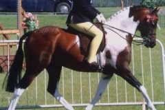 Hopgarden Hanky Panky and Tarnya Shield