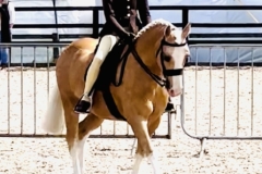 Pearl-Morris-and-Quinton-Golden-Crusader-