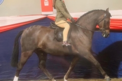 Betsy-may-Allen-and-Annandale-tweety