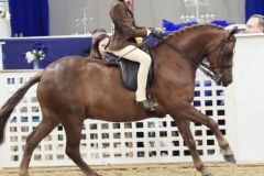 Evie-rose-walsh-Horse_Pony-Newoak-pumpkin-spice