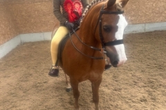 Summer-Badlan-Horse_Pony-Riverdance