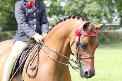 Jemima-Makin-Jones-Horse_Pony-Rotherwood-Spring-Rain