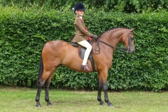 Myles-Hartland-Horse_Pony-Mount-Pleasant-Tanzanite