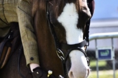 Ila-Wingrove-and-Milford-Fair-Honeybee