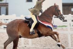 Violet-mennie-Horse_Pony-Brookhall-Pavarotti