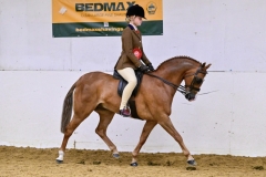 Daisy-Trebble-Horse_Pony-Warleigh-Blushing-Groom