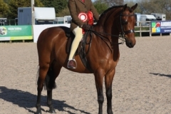 Myles-Hartland-Horse_Pony-Mount-Pleasant-Tanzanite