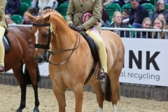 Ottillie-Simmonds-Horse_Pony-Rhialeys-sweet-revel