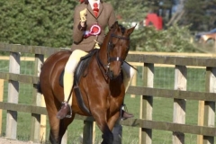 Pearl-Morris-Horse_Pony-Romanno-Highland-Fling