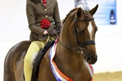 Peggie-Lancaster-Horse_Pony-Orland-Shiraz