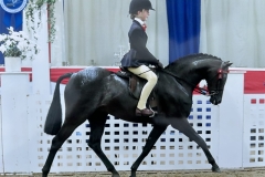 Heidi-Cooper-Horse_Pony-Goldengrove-Primadonna