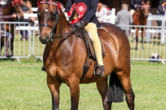 Bluebell-Hylton-Beechey-and-Excelsis-Laudamus