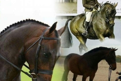 Brindlebrook under suspicion and katie Ashcroft