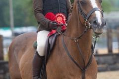 Flissy-watts-Horse_Pony-Charlie-Chan-II