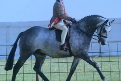 Maddison-Maguire-and-Hollyland-Lion-In-Winter