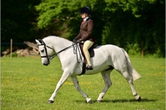 Isobel-Radford-Jones-Horse_Pony-Noble-Little-John