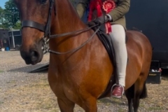 Madelaine-McKenzie-Horse_Pony-Sunny-side-Jack