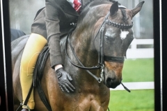 Sophie-sudworth-Horse_Pony-Wycroft-Gatsby
