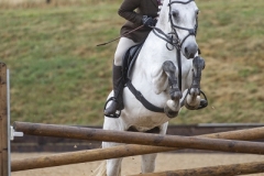 Morgan-beer-Horse_Pony-Deerpark-millie