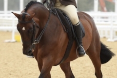 Georgia-Jones-Horse_Pony-Mr-Oscar-Cookson