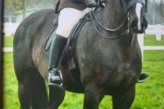 Jessica-Rudd-Horse_Pony-Ross-Casino-Moulin-Rouge