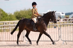 Jessica-Weir-Horse_Pony-Lindeth-Con-Artist