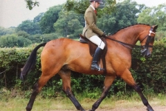 Glen Allen and Helsington Tailor Made