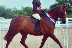 Caitlin Bradley Horse:Pony Firecrest C