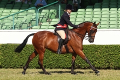 Lara-Berrie-Horse_Pony-Dowhills-Final-Fling