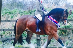 Lynbrie Welsh Lord and Amber Thorpe