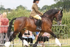 Nantwood Solomon and Katie Common