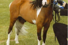 Birchwood UK Flying Colours