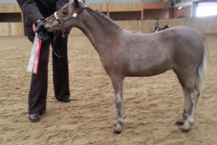 Ridgegate Timmys Amazing Grace