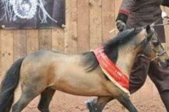 Lucky legends buck deluxe super rebel & Carol Cooper