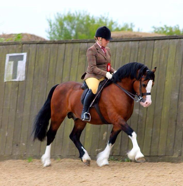 M & M Ridden Welsh Section C Who's Qualified