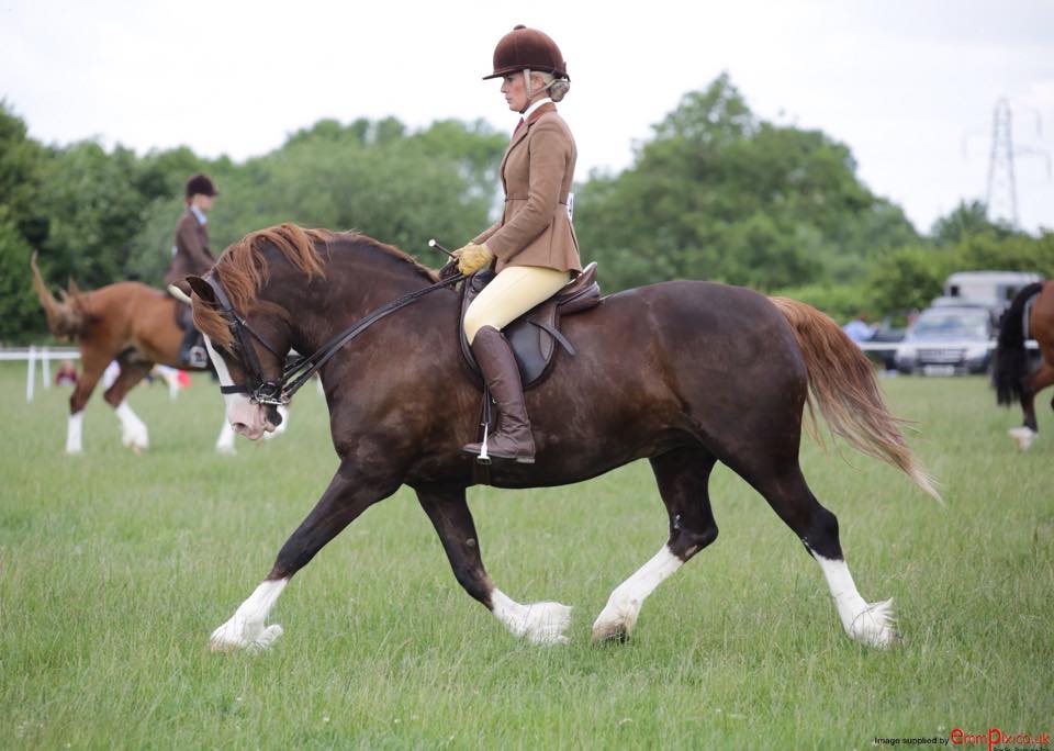 25I NPS/Baileys Horse Feeds Mountain & Moorland Ridden Welsh Section D