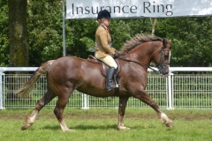 Foxhillfarm Golden Velvet & Sarah Parker-Challinor