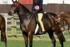 Cranbornes summer song and mia brown