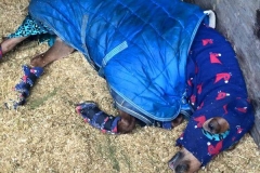 Hindleap Oliver Twist and Megan Thompson