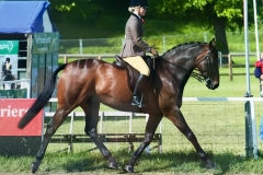 Kilmiston King Kudos and Holly King