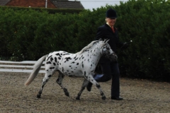 Spotlights Bo Diddly