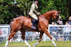 Charlotte Harlow‎ &The Ginger Genie