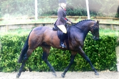 Kilmiston King Kudos & Holly King