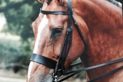 Golden inca cross & Karl Standing