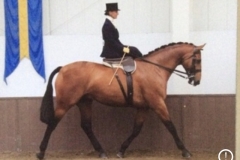 Helen Cowley and Dragons Den