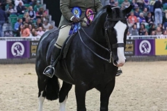 Allana-Green-Horse_Pony-Kincullia-major