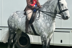 Carla-Hainsworth-Horse_Pony-Darrowby-Ajax