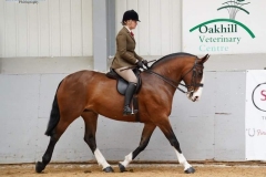 Clare-Elding-Horse_Pony-Broadriver-Ruby-Moon