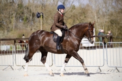 Eleanor-Eden-Horse_Pony-Cobsession