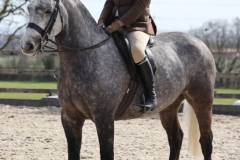 Karen-Mustey-Horse_Pony-GKJ-Margaux